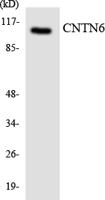 Contactin 6 Polyclonal Antibody