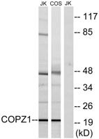 COP ζ1 Polyclonal Antibody