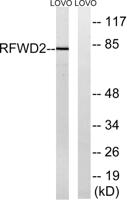 COP1 Polyclonal Antibody