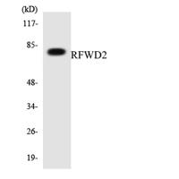 COP1 Polyclonal Antibody