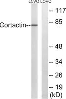 Cortactin Polyclonal Antibody