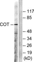 COT Polyclonal Antibody