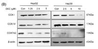 COX1 Polyclonal Antibody