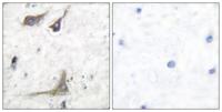 Cox-1 Polyclonal Antibody
