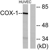 Cox-1 Polyclonal Antibody