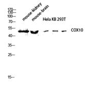 COX10 Polyclonal Antibody