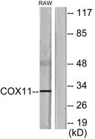 COX11 Polyclonal Antibody