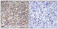 COX17 Polyclonal Antibody