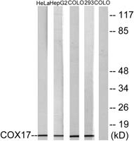 COX17 Polyclonal Antibody