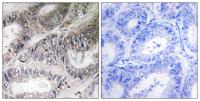 COX19 Polyclonal Antibody