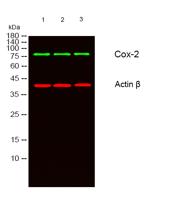COX-2 Polyclonal Antibody