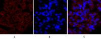COX-2 Polyclonal Antibody