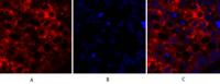 COX-2 Polyclonal Antibody