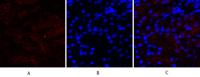 COX-2 Polyclonal Antibody