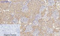 COX-2 Polyclonal Antibody