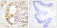 COX4 Polyclonal Antibody