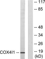 COX4 Polyclonal Antibody