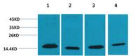 COX4 Polyclonal Antibody