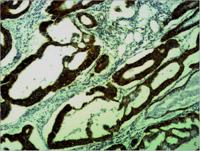 COX4 Polyclonal Antibody