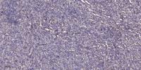 COX5a Polyclonal Antibody