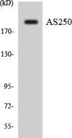 COX5b Polyclonal Antibody