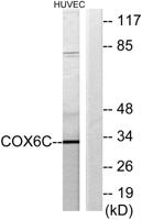 COX6c Polyclonal Antibody