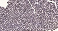 COX6c Polyclonal Antibody