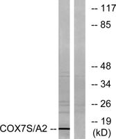COX7a2/3 Polyclonal Antibody