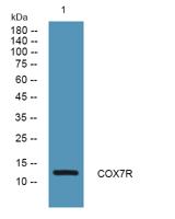 COX7R Polyclonal Antibody