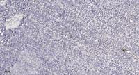 CP250 Polyclonal Antibody