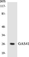GAS41 Polyclonal Antibody