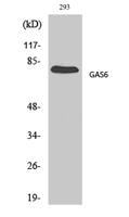 Gas6 Polyclonal Antibody