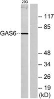 Gas6 Polyclonal Antibody
