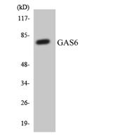 Gas6 Polyclonal Antibody