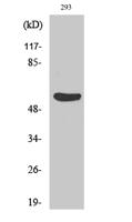 Gasdermin C Polyclonal Antibody