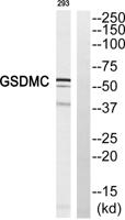Gasdermin C Polyclonal Antibody