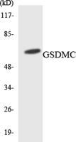 Gasdermin C Polyclonal Antibody