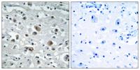 GASP-1 Polyclonal Antibody