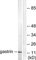 Gastrin Polyclonal Antibody