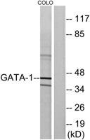 GATA-1 Polyclonal Antibody