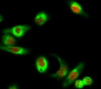 GATA-2/3 Polyclonal Antibody