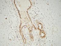 GATA-2/3 Polyclonal Antibody