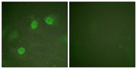 GATA-2/3 Polyclonal Antibody