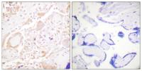 GATA-2/3 Polyclonal Antibody