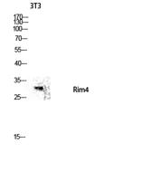 Rim4 Polyclonal Antibody