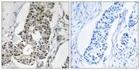Rim4 Polyclonal Antibody