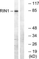 RIN1 Polyclonal Antibody