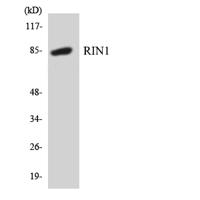 RIN1 Polyclonal Antibody