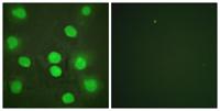 GATA-4 Polyclonal Antibody