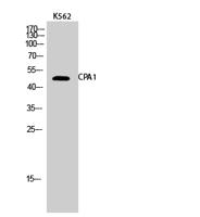 CPA1 Polyclonal Antibody